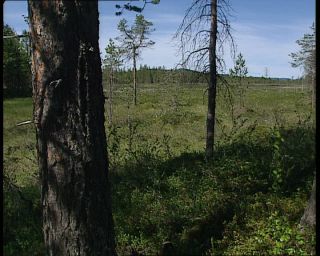 Link to Video | 1991, Sweden