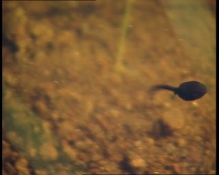 Link to Video | 1991, Sweden