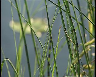 Link to Video | 1991, Sweden