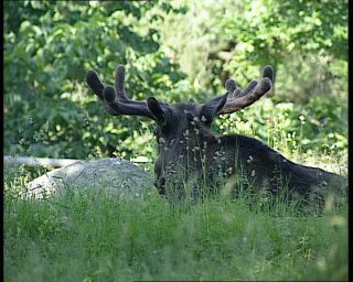 Link to Video | 1991, Sweden