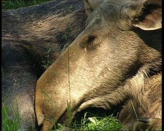 Link to Video | 1991, Sweden