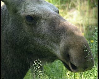 Link to Video | 1991, Sweden