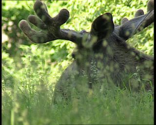 Link to Video | 1991, Sweden