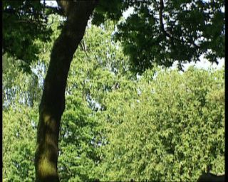 Link to Video | 1991, Sweden