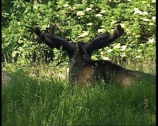 Link to Video | 1991, Sweden