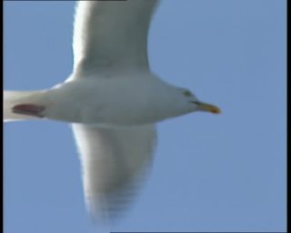 Link to Video | 1991, Sweden