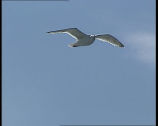 Link to Video | 1991, Sweden