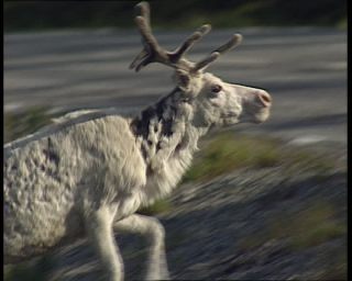 Link to Video | 1991, Sweden