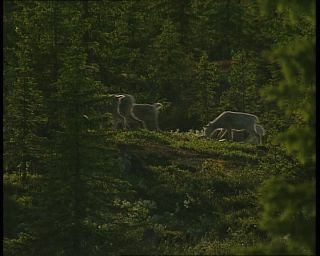 Link to Video | 1991, Sweden