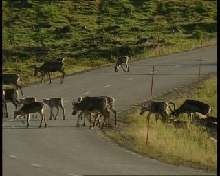 Link to Video | 1991, Sweden