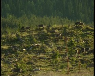 Link to Video | 1991, Sweden