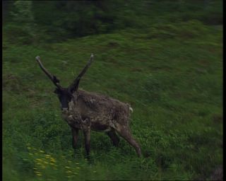 Link to Video | 1991, Sweden