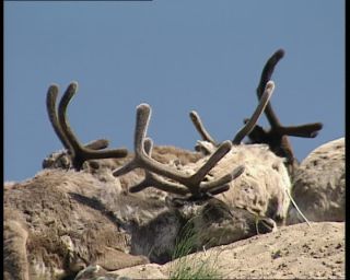 Link to Video | 1991, Sweden