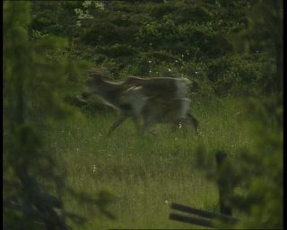 Link to Video | 1991, Sweden