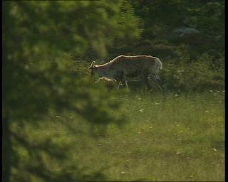 Link to Video | 1991, Sweden