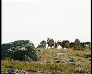 Link to Video | Norway, Scandinavia