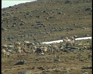 Link to Video | Norway, Scandinavia