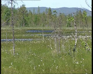 Link to Video | 1991, Sweden