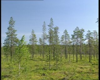 Link to Video | 1991, Sweden