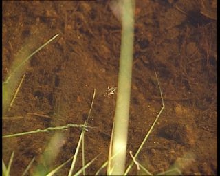 Link to Video | 1991, Sweden