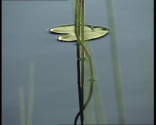 Link to Video | 1991, Sweden