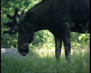 Link to Video | 1991, Sweden