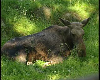 Link to Video | 1991, Sweden