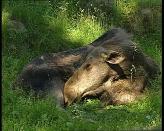 Link to Video | 1991, Sweden