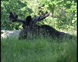 Link to Video | 1991, Sweden