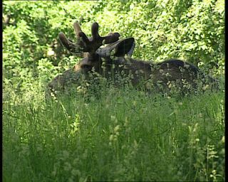 Link to Video | 1991, Sweden