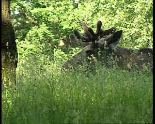 Link to Video | 1991, Sweden