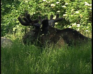 Link to Video | 1991, Sweden
