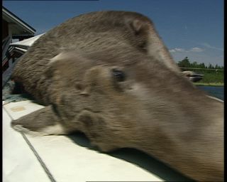 Link to Video | 1991, Sweden