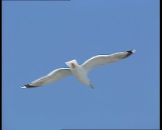 Link to Video | 1991, Sweden