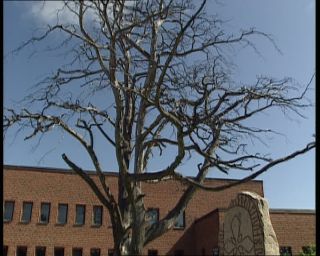 Link to Video | 1991, Sweden