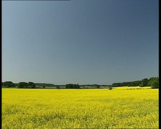 Link to Video | 1991, Sweden