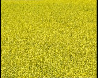 Link to Video | 1991, Sweden