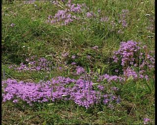 Link to Video | 1991, Sweden