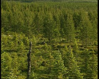 Link to Video | 1991, Sweden