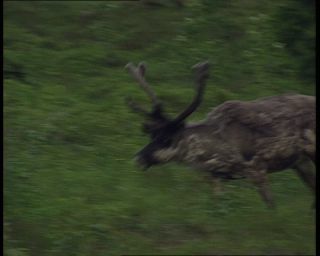 Link to Video | 1991, Sweden