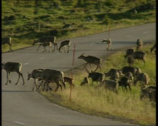 Link to Video | 1991, Sweden