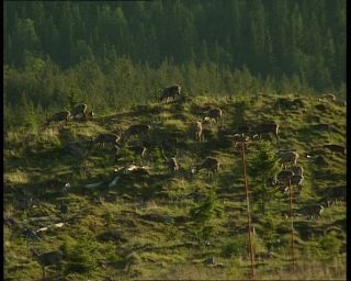 Link to Video | 1991, Sweden