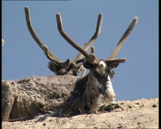 Link to Video | 1991, Sweden