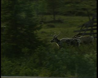 Link to Video | 1991, Sweden