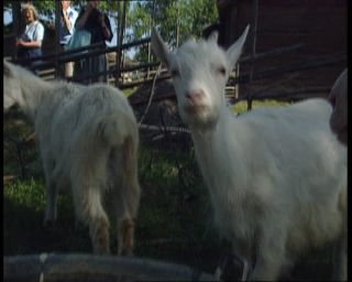 Link to Video | 1991, Sweden