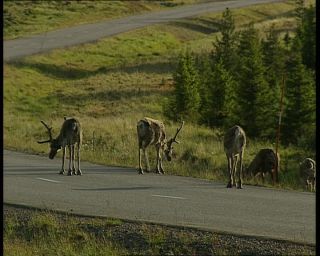 Link to Video | 1991, Sweden