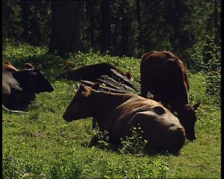 Link to Video | 1991, Sweden