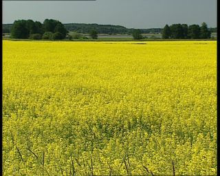 Link to Video | 1991, Sweden