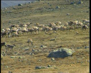 Link to Video | 1991, Sweden