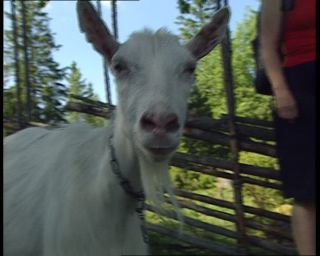 Link to Video | 1991, Sweden